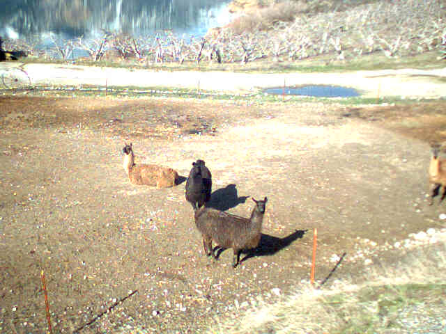 The Lamas weren't camera shy.

