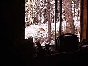 deer from cabin