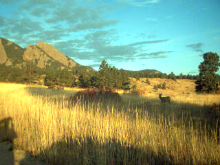 Deer in front of the Flatirons